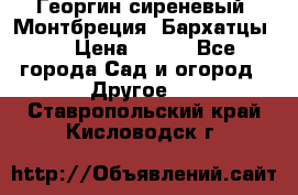 Георгин сиреневый. Монтбреция. Бархатцы.  › Цена ­ 100 - Все города Сад и огород » Другое   . Ставропольский край,Кисловодск г.